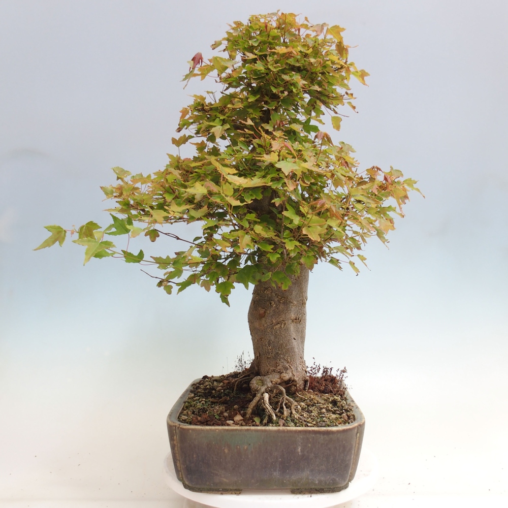 Venkovní bonsai - Acer Buergerianum - Javor Burgerův