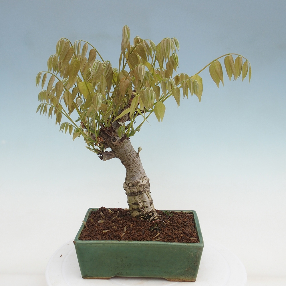 Venkovní bonsai - Vistarie květnatá - Wisteria floribunda