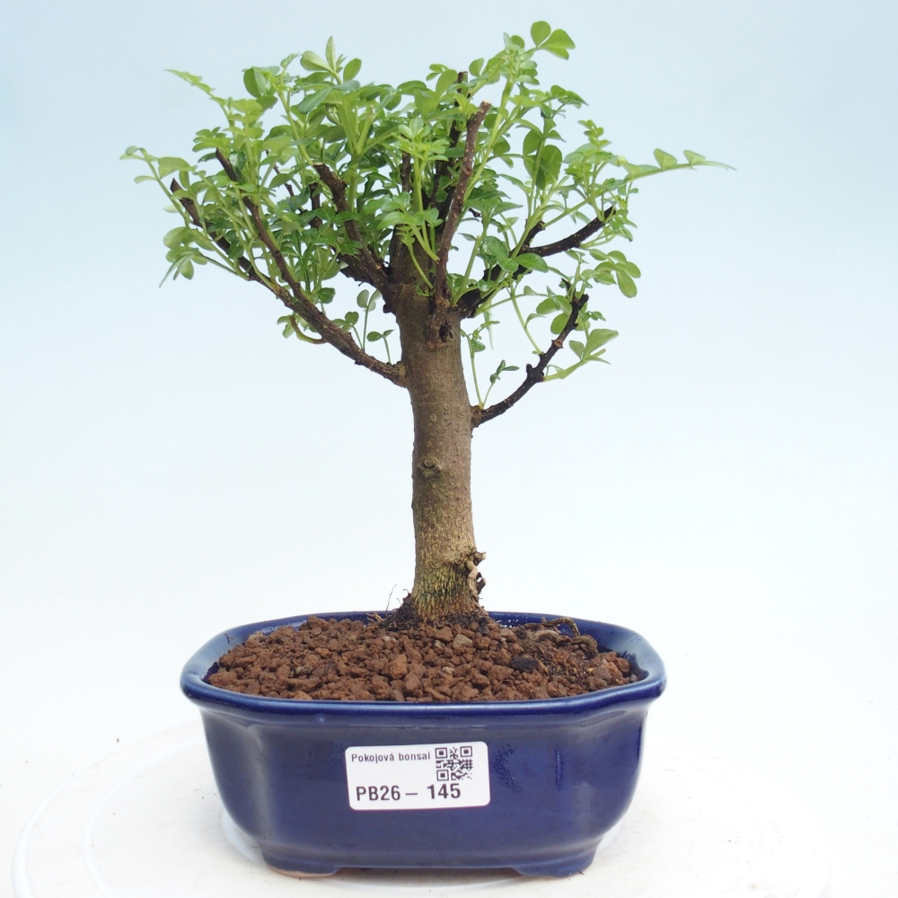 Pokojová bonsai - Zantoxylum piperitum - Pepřovník