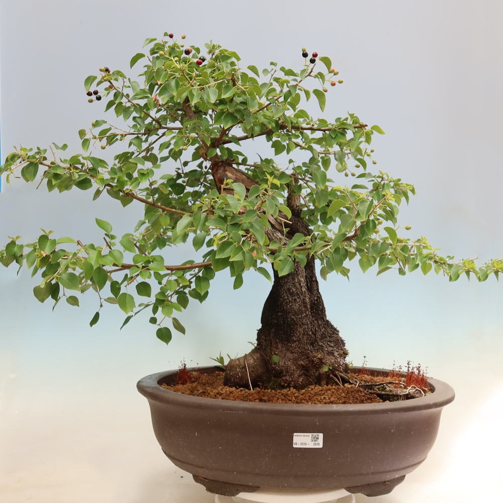 Venkovní bonsai - Mahalebka - Prunus mahaleb