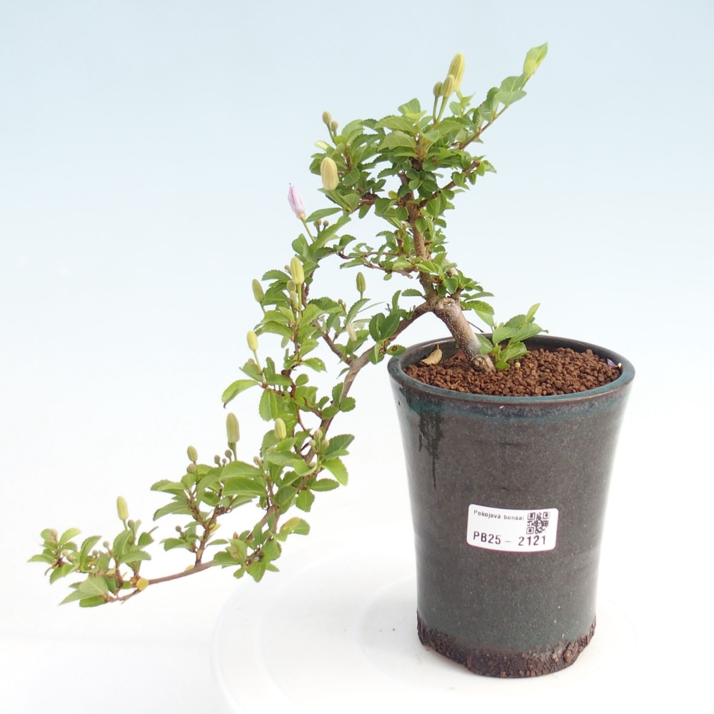 Pokojová bonsai - Grewia occidentalis - Hvězdice levandulová