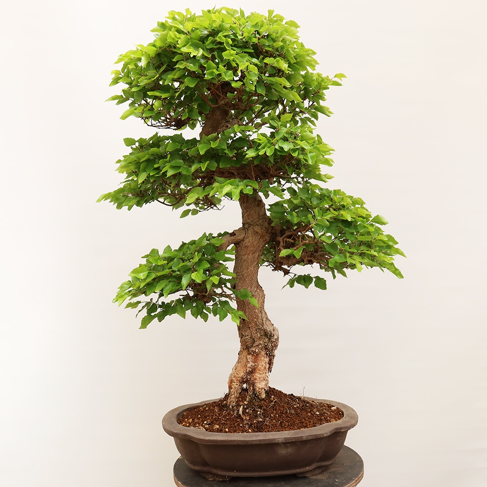 Venkovní bonsai -Carpinus Coreana - Habr korejský
