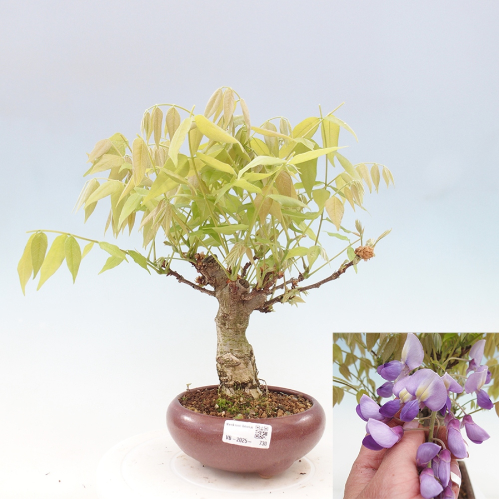Venkovní bonsai - Vistarie květnatá - Wisteria floribunda