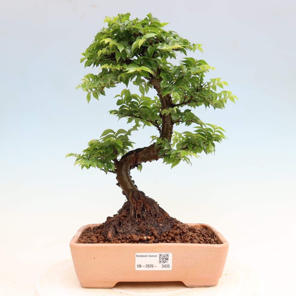 Venkovní bonsai - Ulmus Jacqueline Hillier - Jilm nádherný