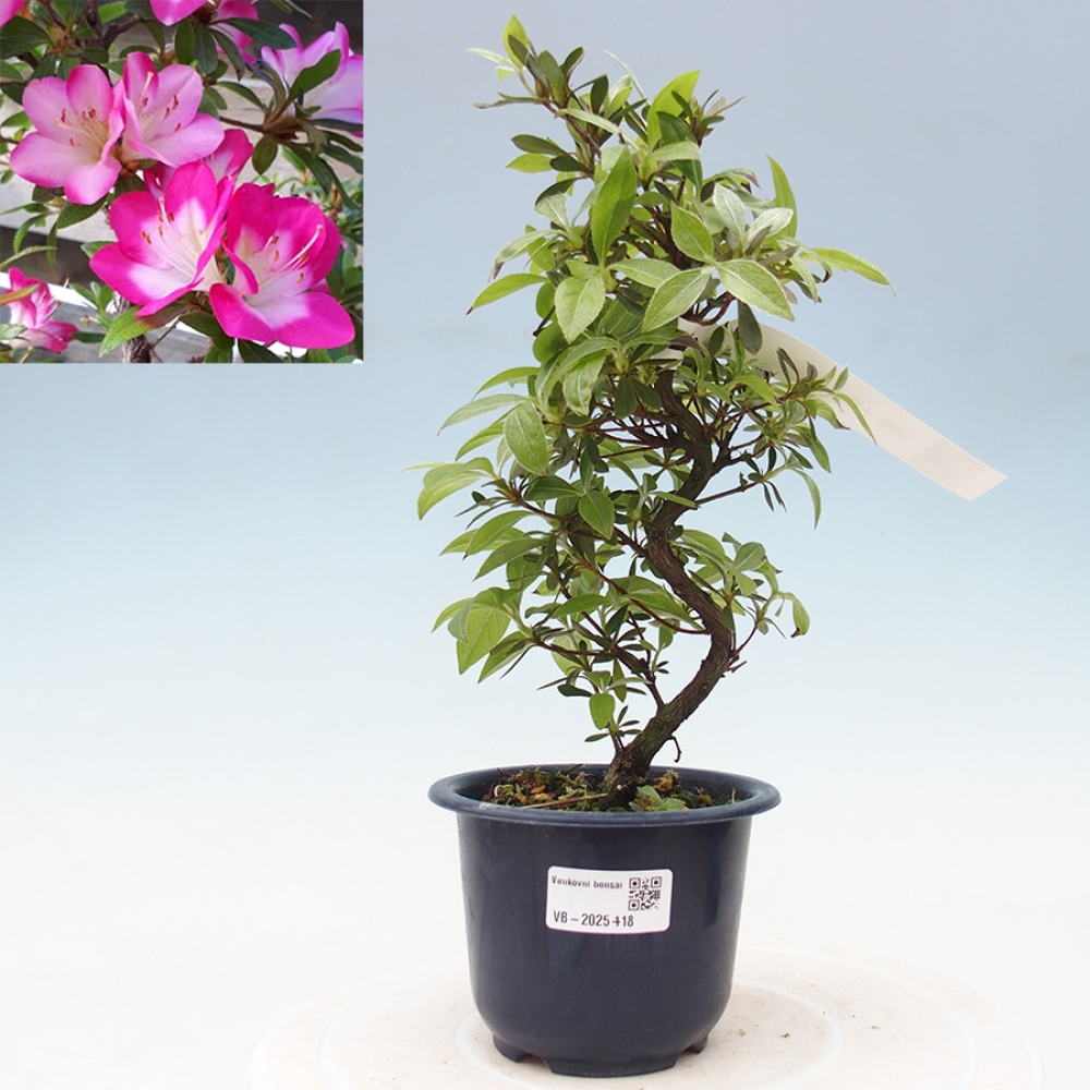 Venkovní bonsai - Japonská azalka - Azalea Reiko
