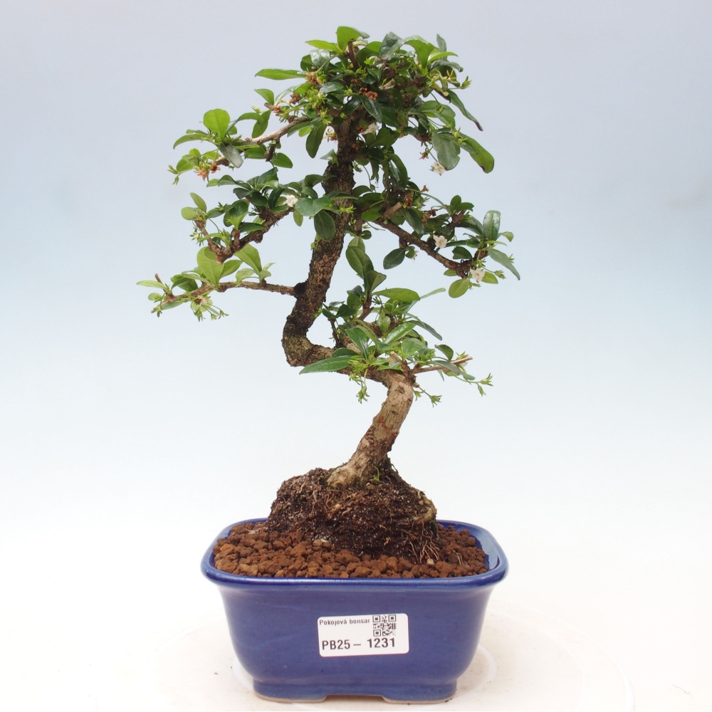 Pokojová bonsai - Carmona macrophylla - Čaj fuki