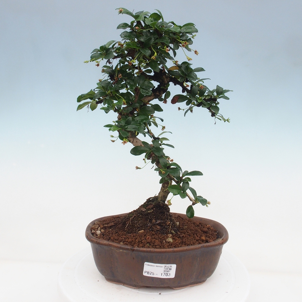 Pokojová bonsai - Carmona macrophylla - Čaj fuki