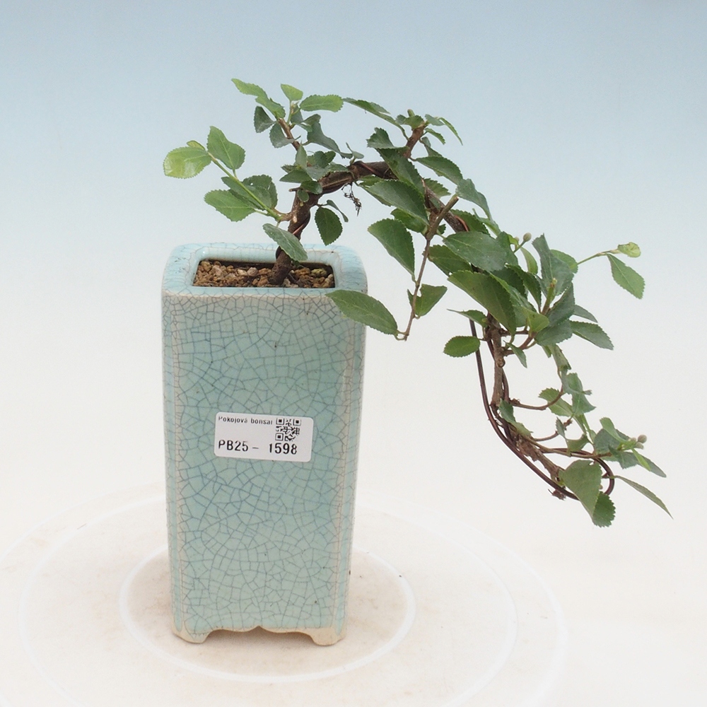 Pokojová bonsai - Grewia occidentalis - Hvězdice levandulová