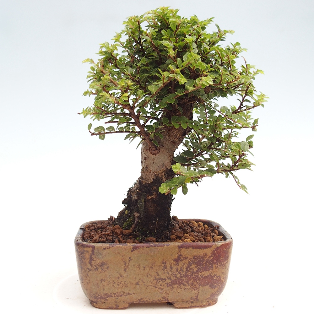Venkovní bonsai - Ulmus parvifolia Hokkaido - jilm Čínský