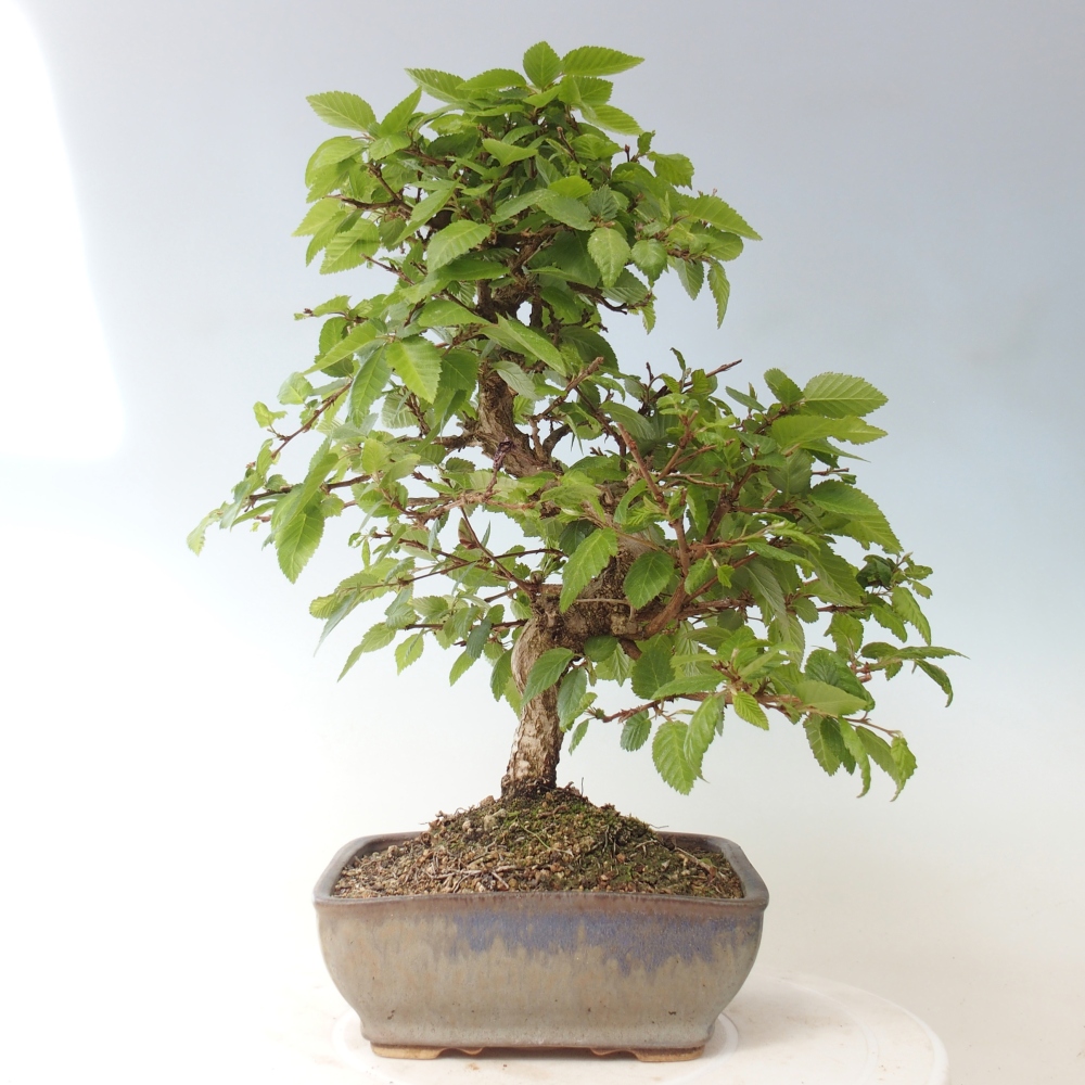 Venkovní bonsai -Carpinus CARPINOIDES - Habr korejský