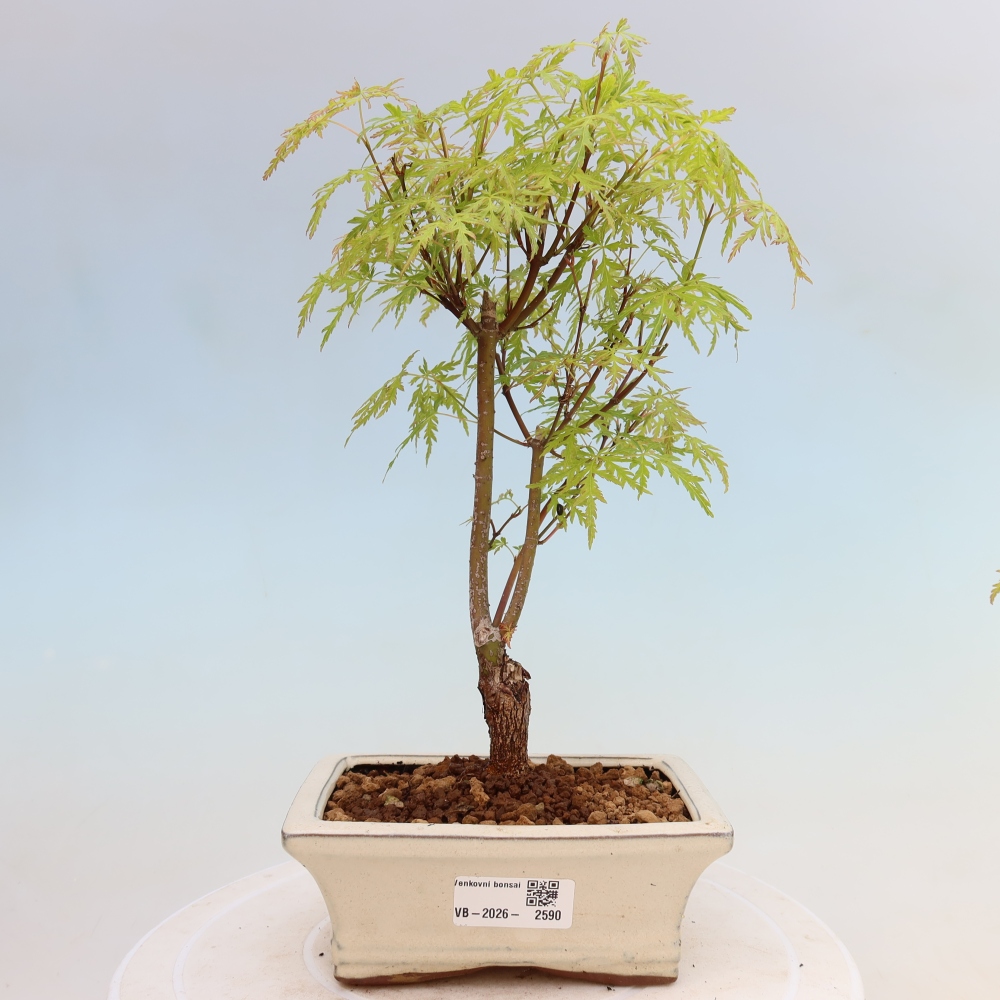 Venkovní bonsai - Acer palmatum Dissectum - Javor dlanitolistý 