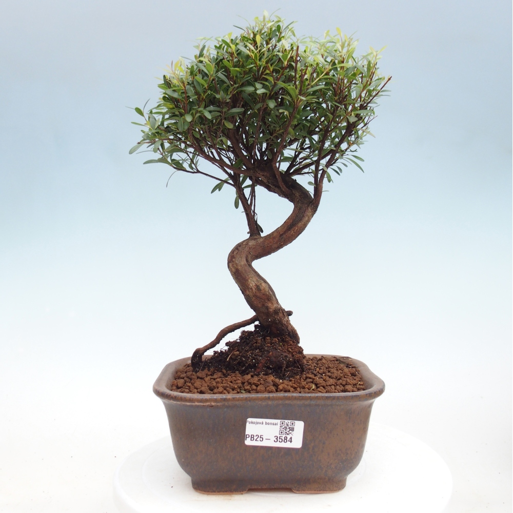 Pokojová bonsai - Syzygium - Pimentovník