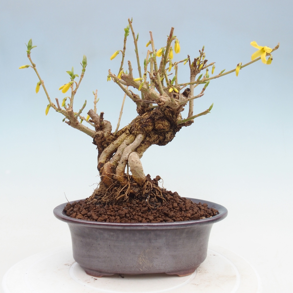 Venkovní bonsai - Zlatice - Forsythia koreana