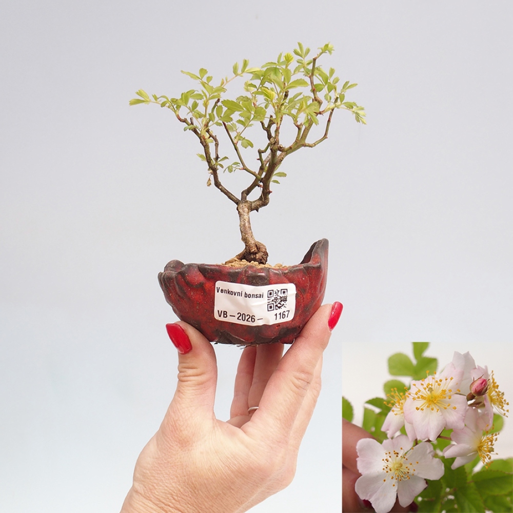 Venkovní bonsai - Rosa sp. - malokvětá růže