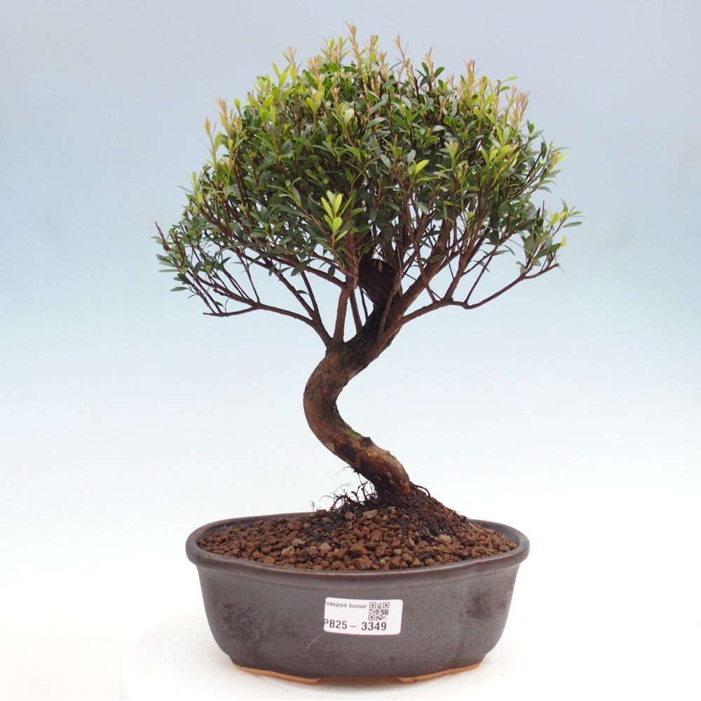 Pokojová bonsai - Syzygium - Pimentovník
