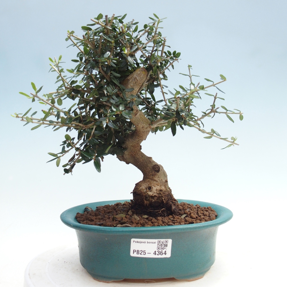 Pokojová bonsai - Olea europaea sylvestris -Oliva evropská drobnolistá