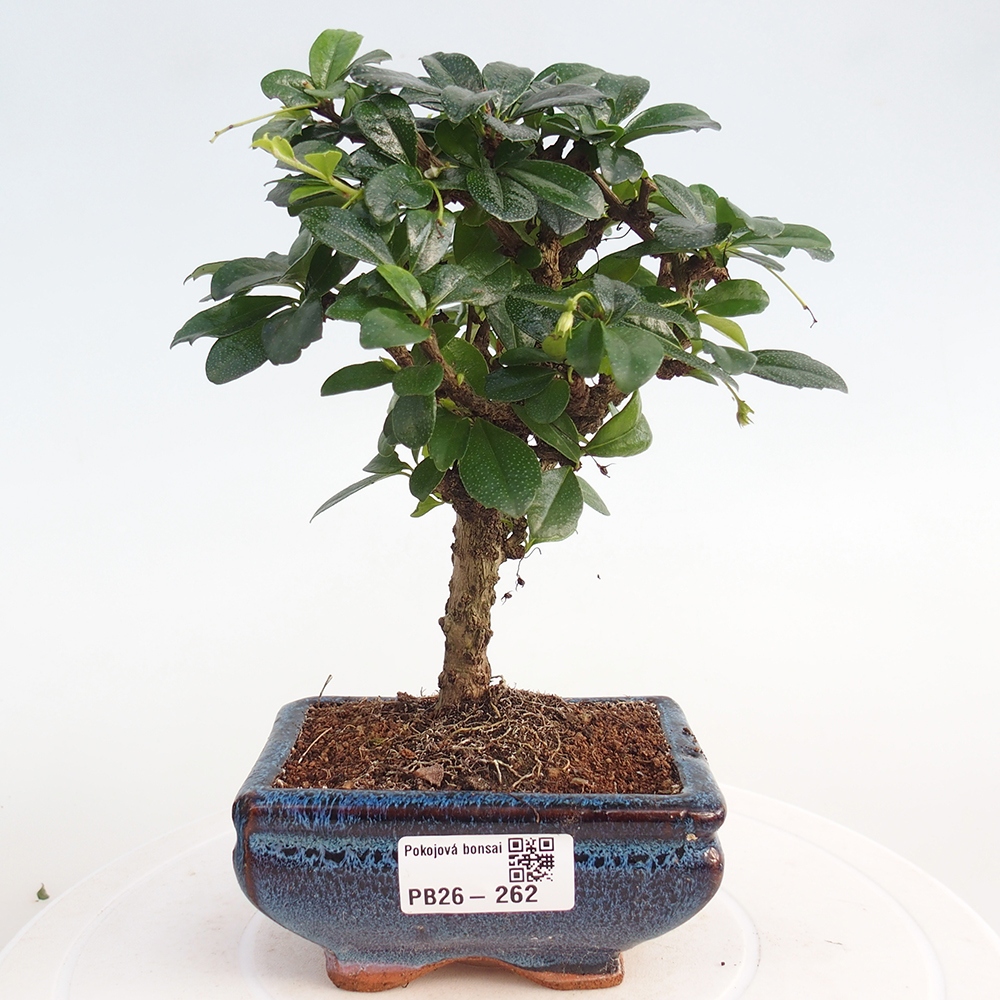 Pokojová bonsai - Carmona macrophylla - Čaj fuki