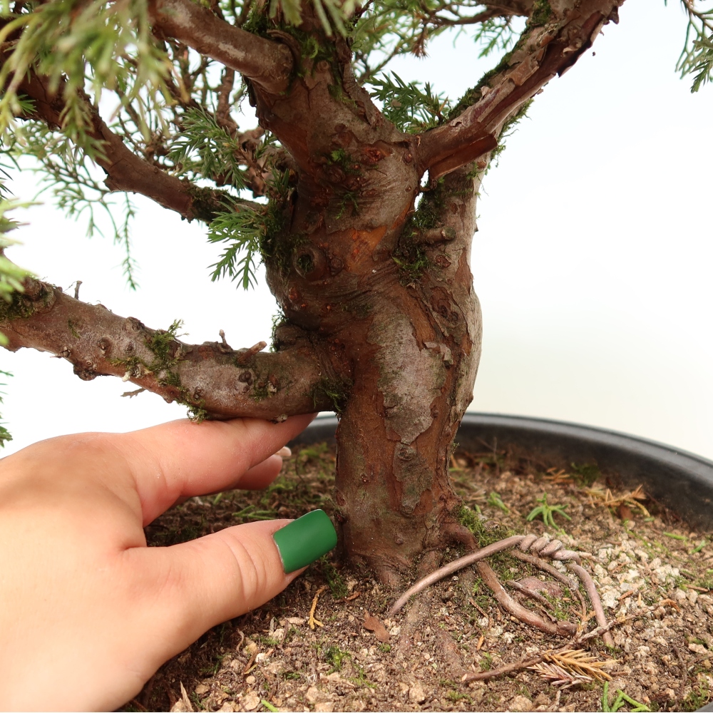 Venkovní bonsai - Juniperus chinensis Itoigawa-Jalovec čínský