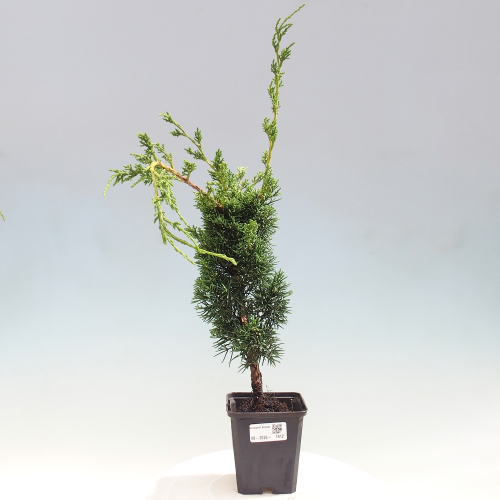 Venkovní bonsai - Juniperus chinensis Kishu -Jalovec čínský