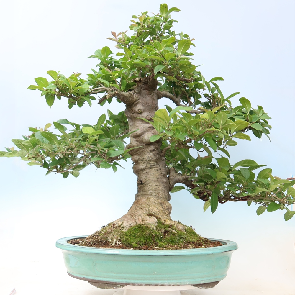 Venkovní bonsai - Ilex serrata - cesmína pilovitá