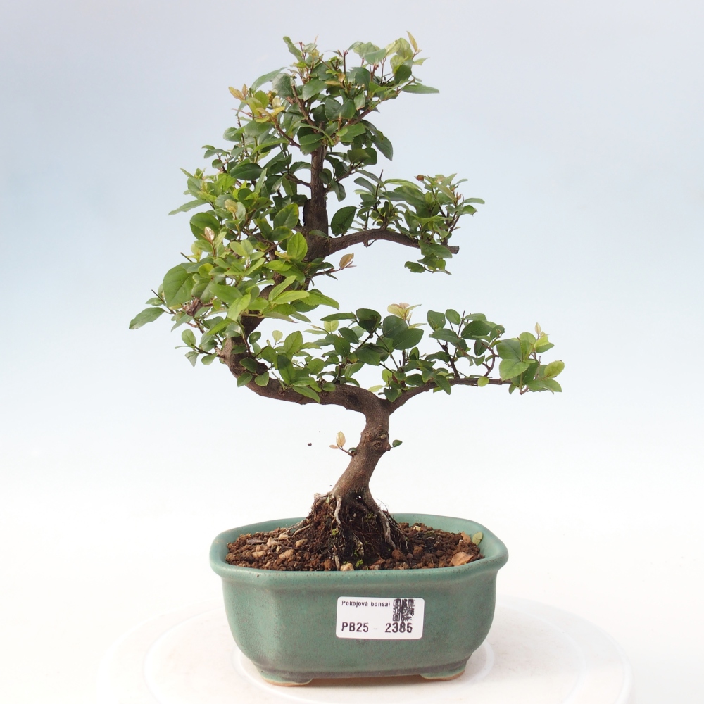 Pokojová bonsai - Sagerécie thea - Sagerécie thea