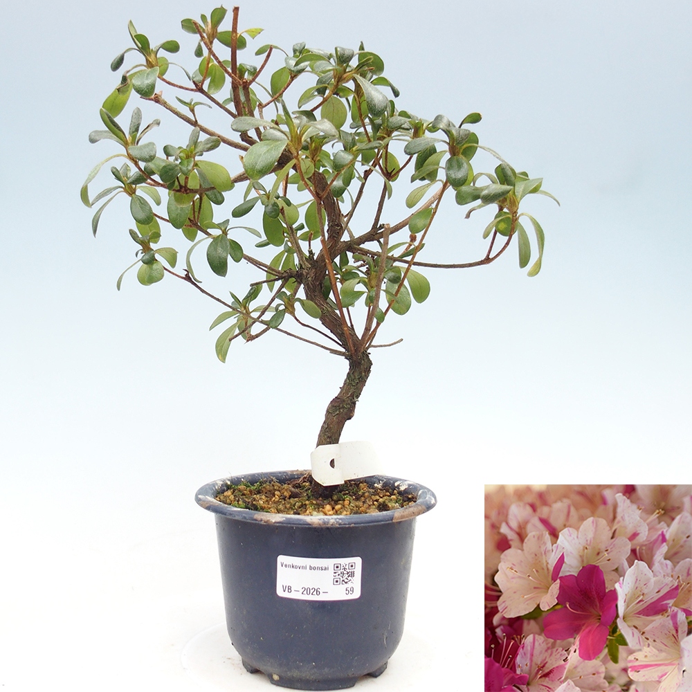 Venkovní bonsai - Japonská azalka - Azalea Kaminoyamakirin