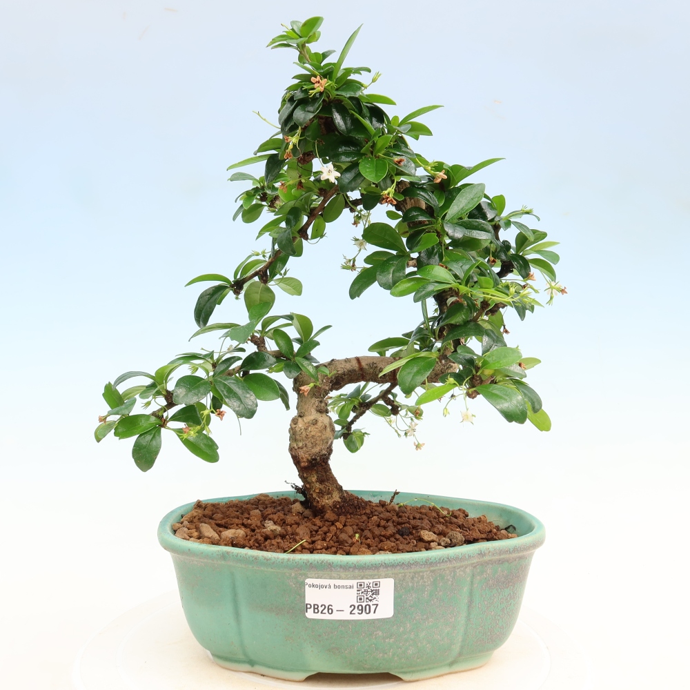 Pokojová bonsai - Carmona macrophylla - Čaj fuki
