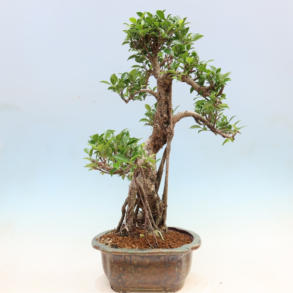 Pokojová bonsai - Ficus kimmen -  malolistý fíkus