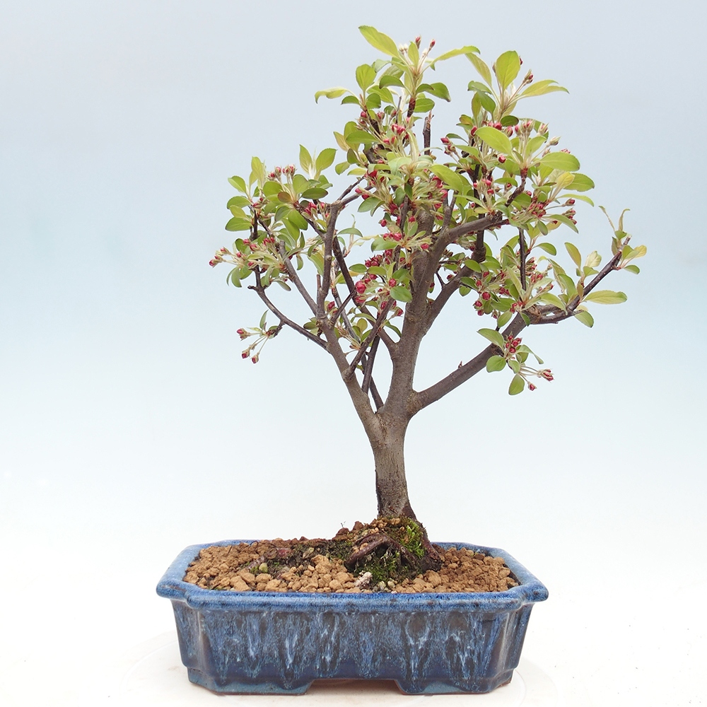 Venkovní bonsai -Malus domestica - Maloplodá jabloň červenolistá