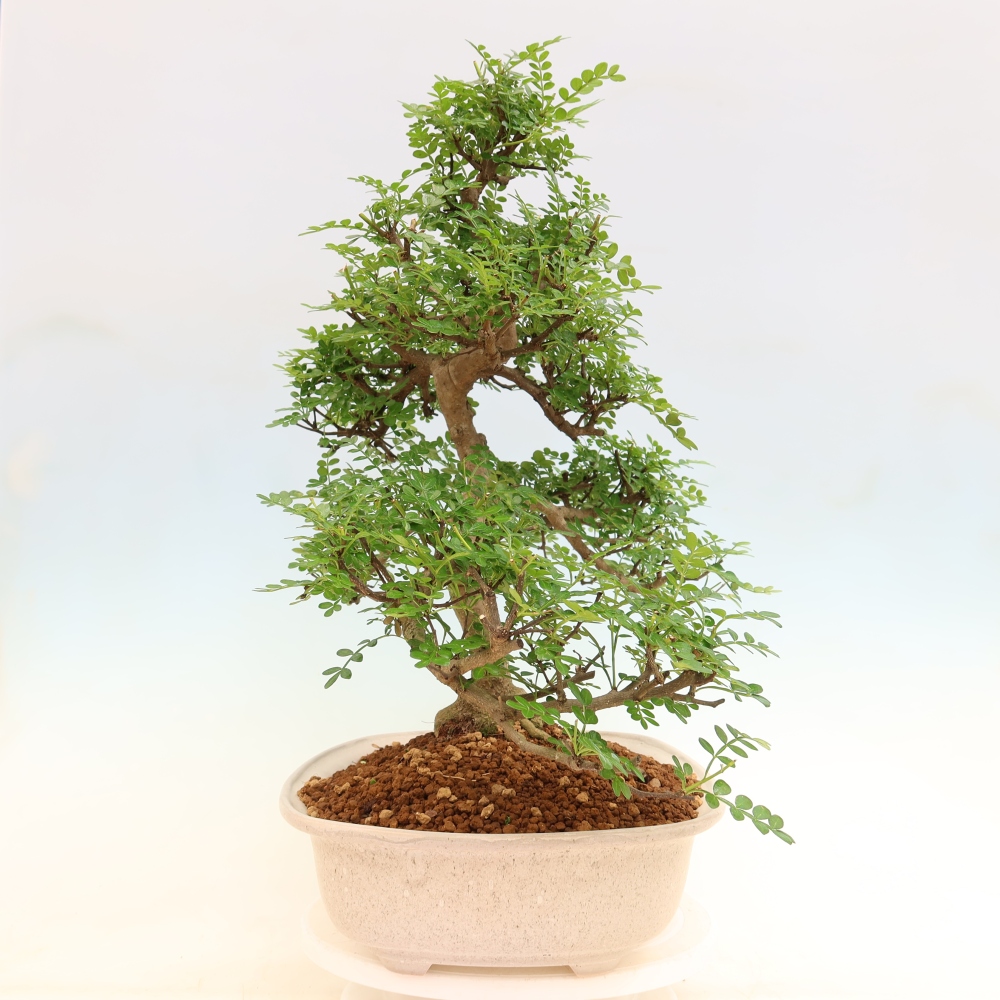 Pokojová bonsai - Zantoxylum piperitum - pepřovník