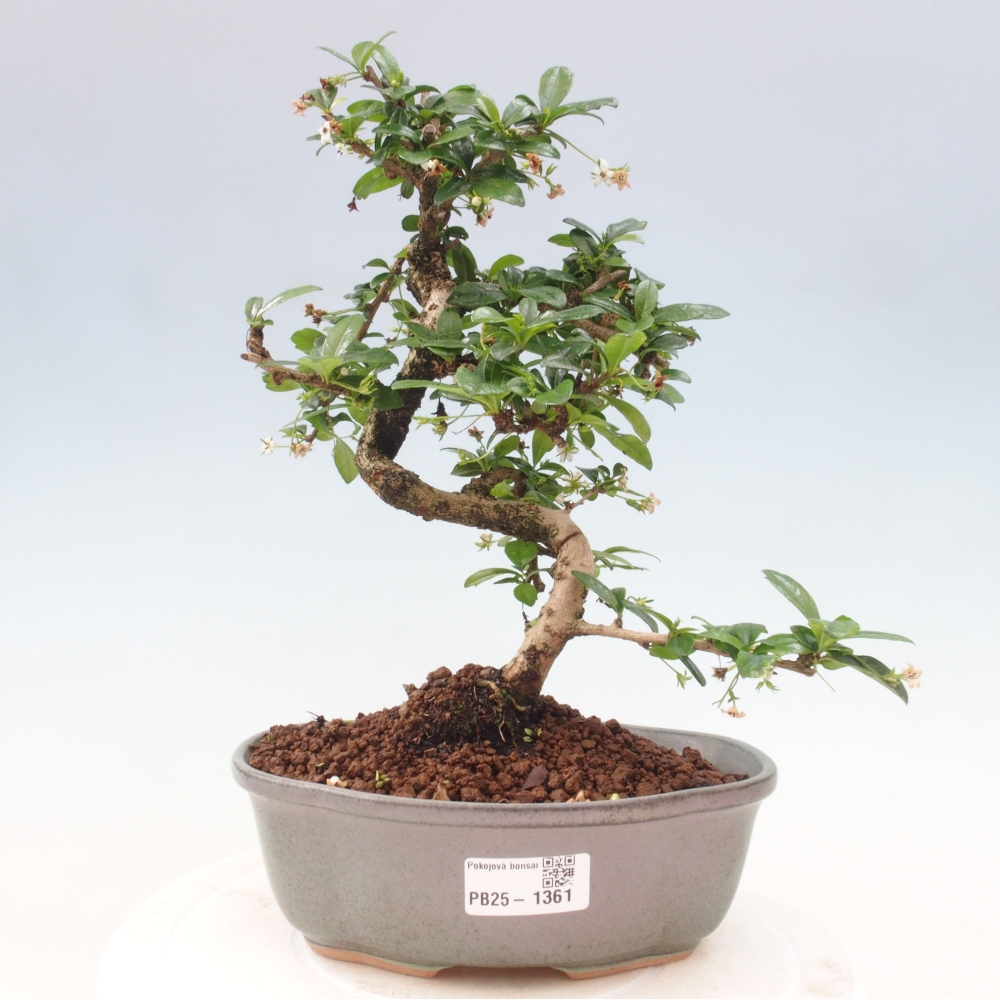 Pokojová bonsai - Carmona macrophylla - Čaj fuki