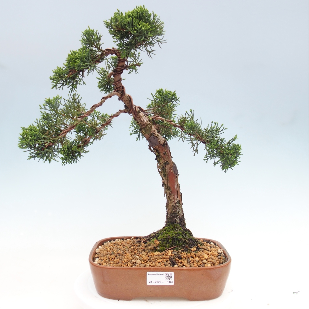 Venkovní bonsai - Juniperus chinensis Kishu -Jalovec čínský