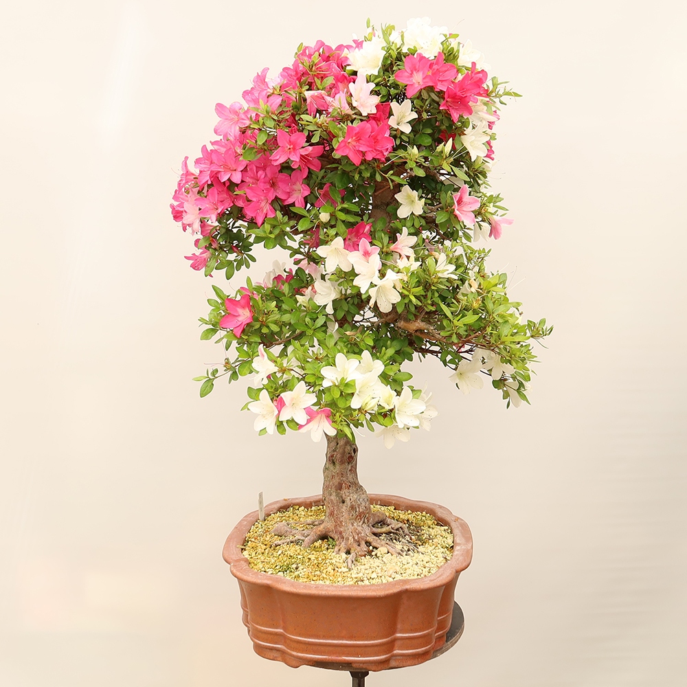 Venkovní bonsai - Japonská azalka - Azalea Sayaka