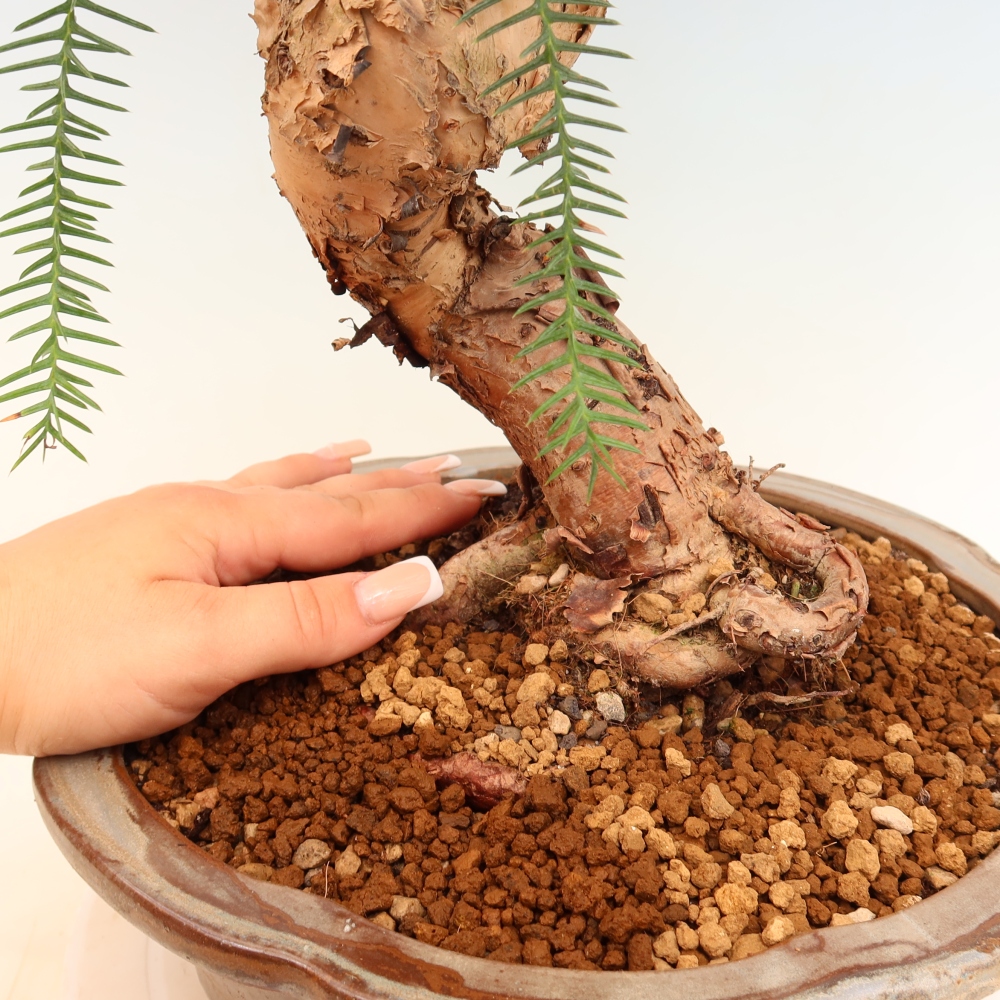 Pokojová bonsai - Araukarie - pokojový smrček