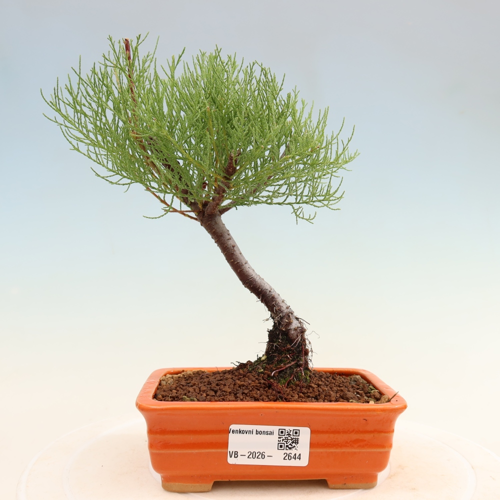 Venkovní bonsai - Tamaryšek - Tamarix