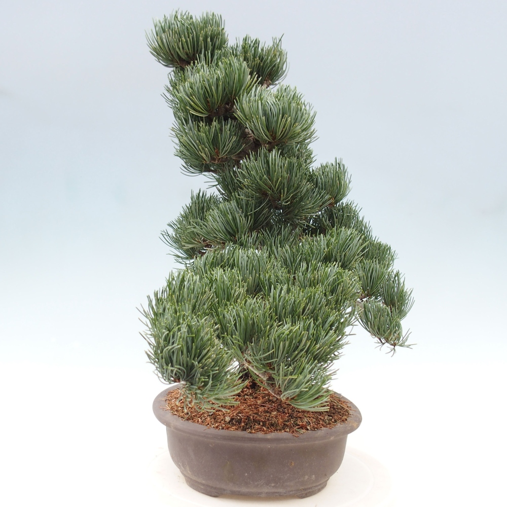 Venkovní bonsai - Pinus parviflora - Borovice drobnokvětá