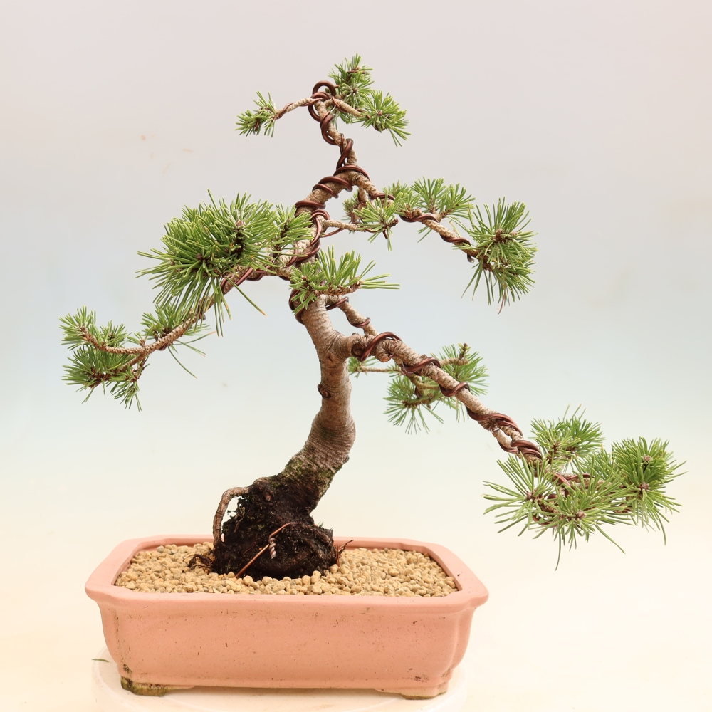 Venkovní bonsai - Pinus mugo Humpy  - Borovice kleč