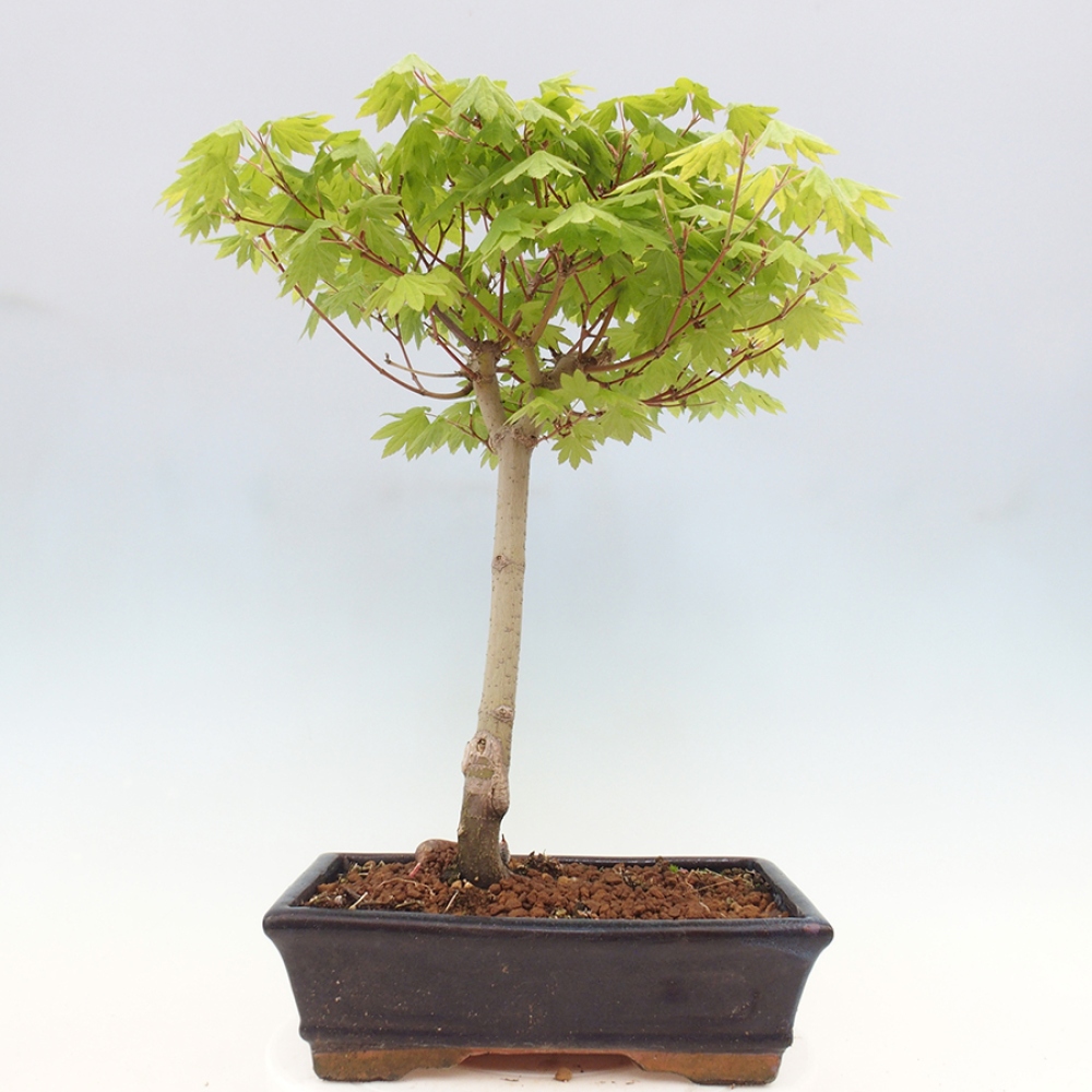 Venkovní bonsai - Javor palmatum katsura GISAN - Javor dlanitolistý