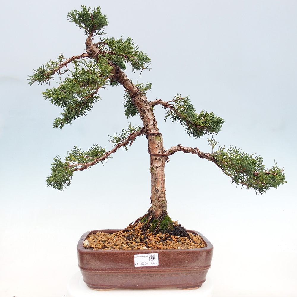 Venkovní bonsai - Juniperus chinensis Kishu -Jalovec čínský