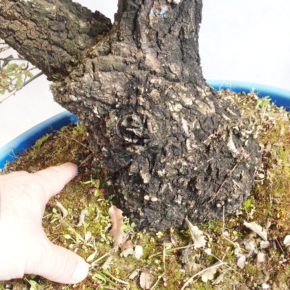 Venkovní bonsai Quercus Cerris - Dub Cer
