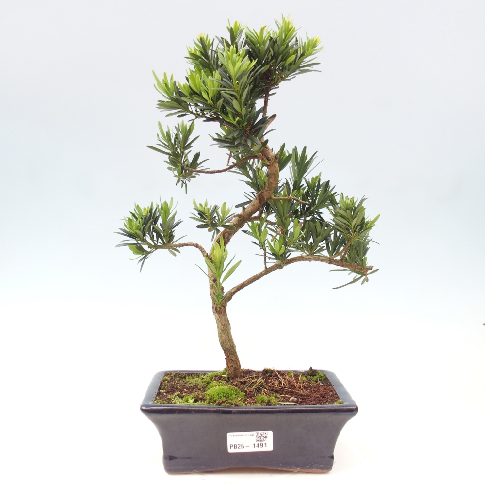 Pokojová bonsai - Podocarpus - Kamenný tis