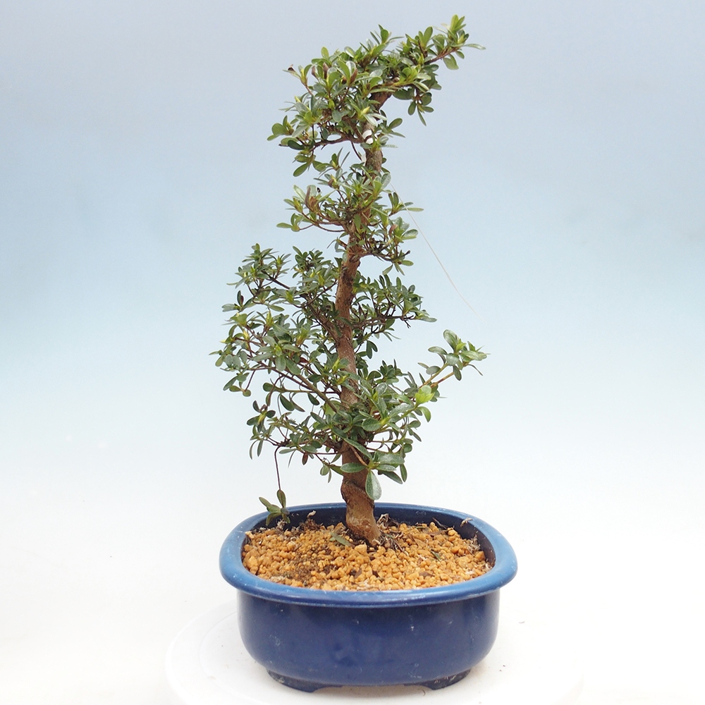 Venkovní bonsai - Japonská azalka - Azalea Asahi-no-izumi