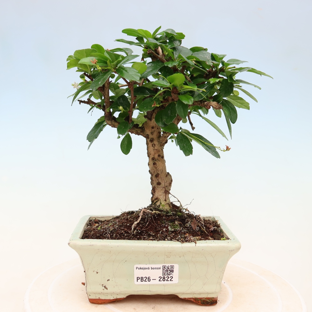 Pokojová bonsai - Carmona macrophylla - Čaj fuki