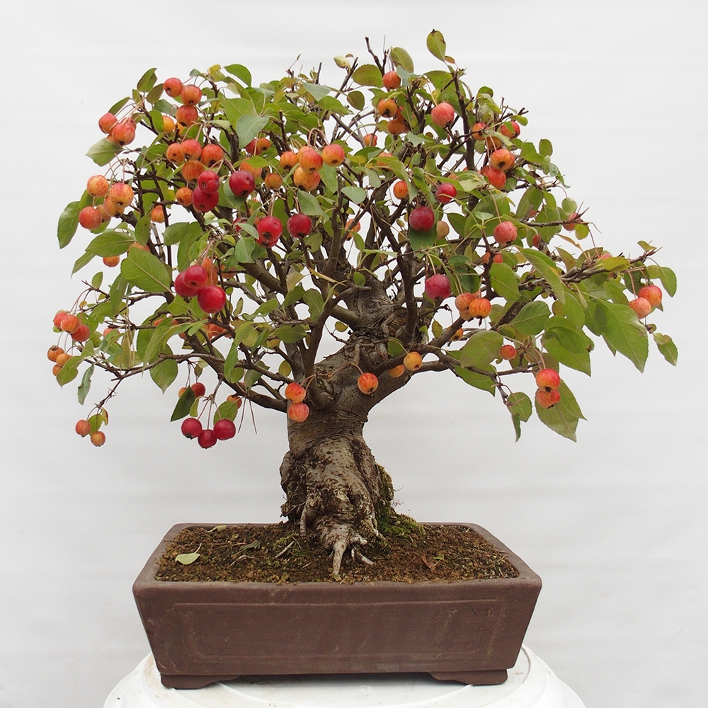 Venkovní bonsai -Malus halliana - Maloplodá jabloň