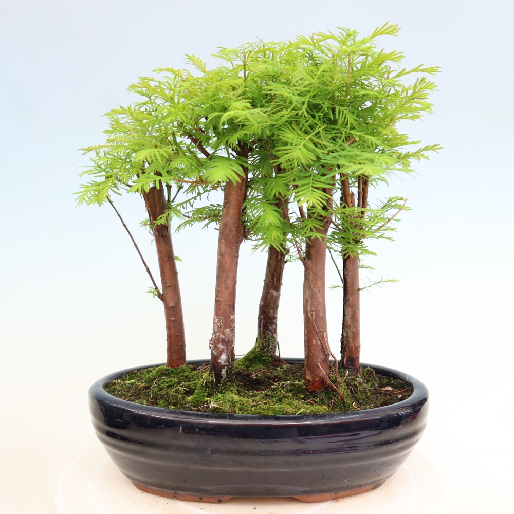 Venkovní bonsai - Metasequoia glyptostroboides - Metasekvoje čínská - lesík