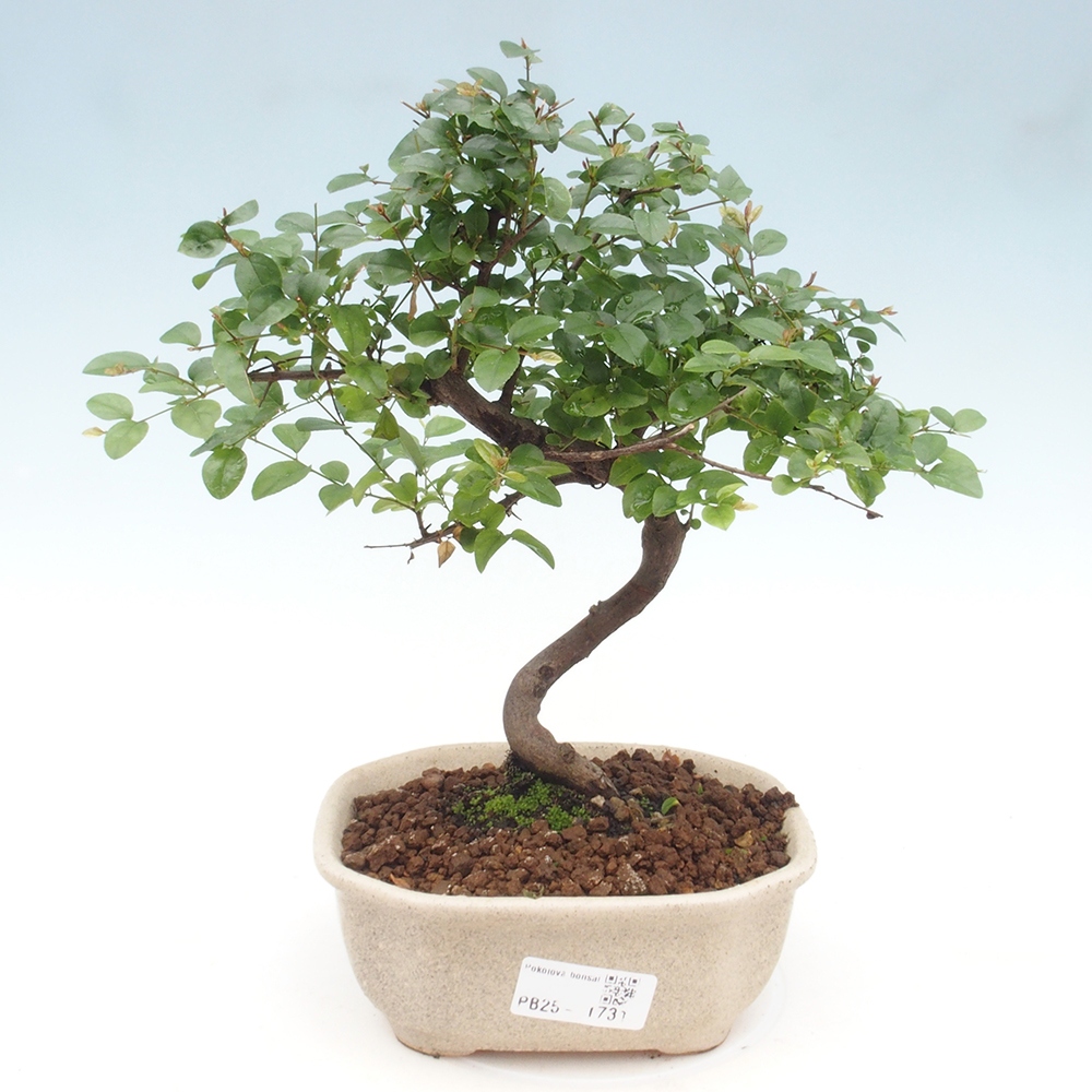 Pokojová bonsai - Sagerécie thea - Sagerécie thea
