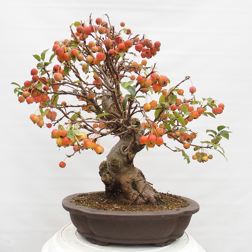 Venkovní bonsai -Malus halliana - Maloplodá jabloň