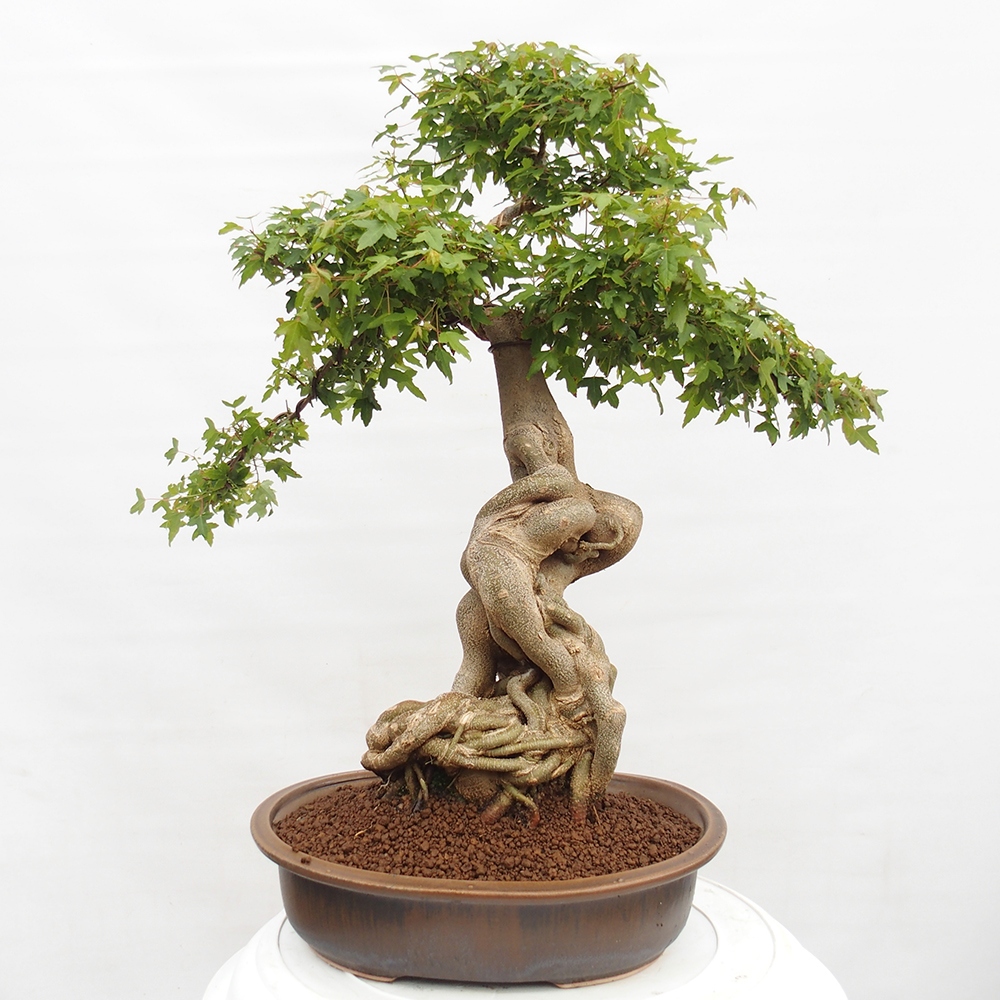 Venkovní bonsai - Acer Buergerianum - Javor Burgerův
