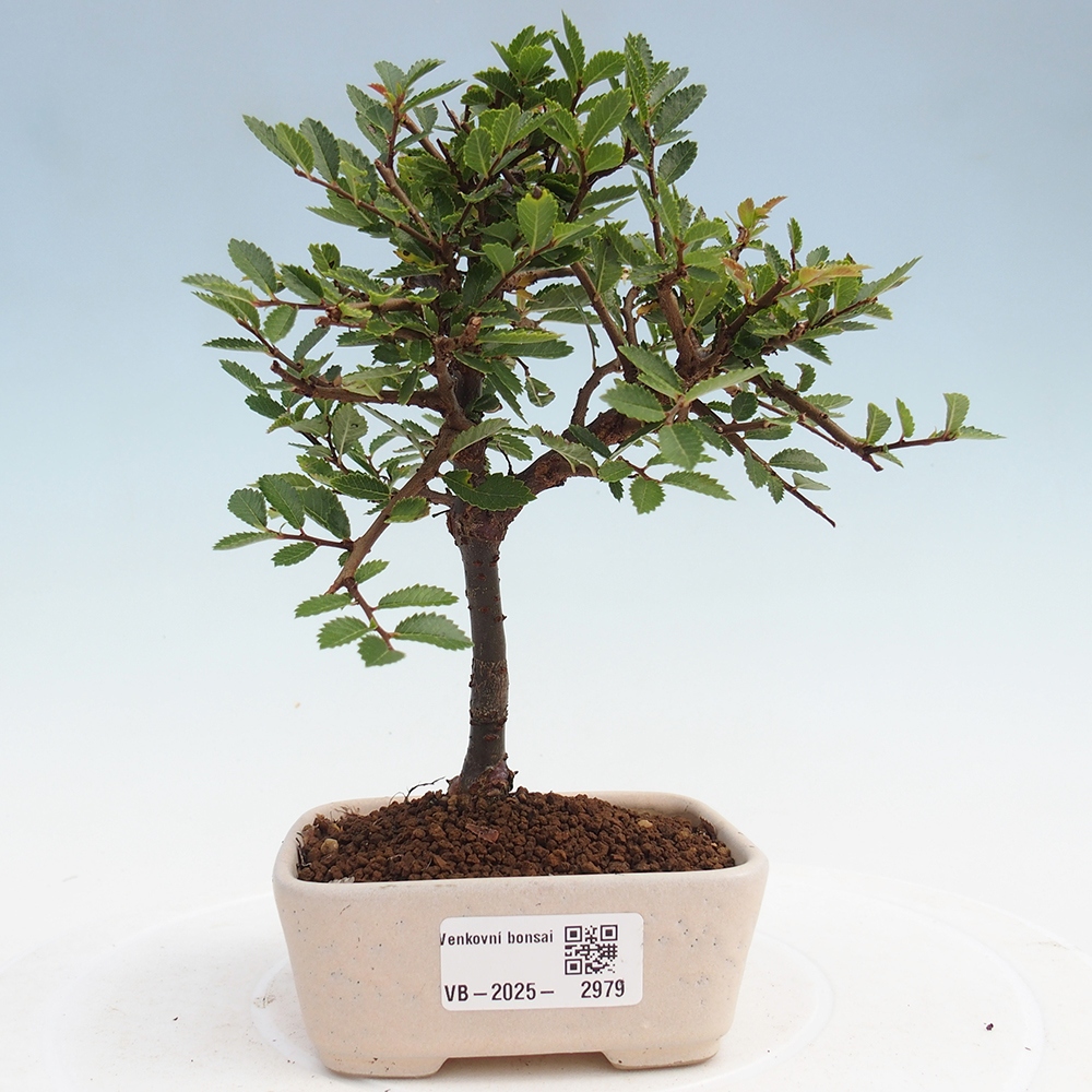 Venkovní bonsai - Ulmus parvifolia Sagei - Malolistý jilm