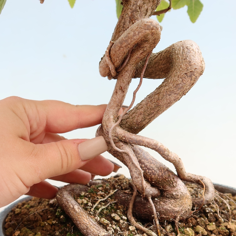 Venkovní bonsai -Carpinus CARPINOIDES - Habr korejský